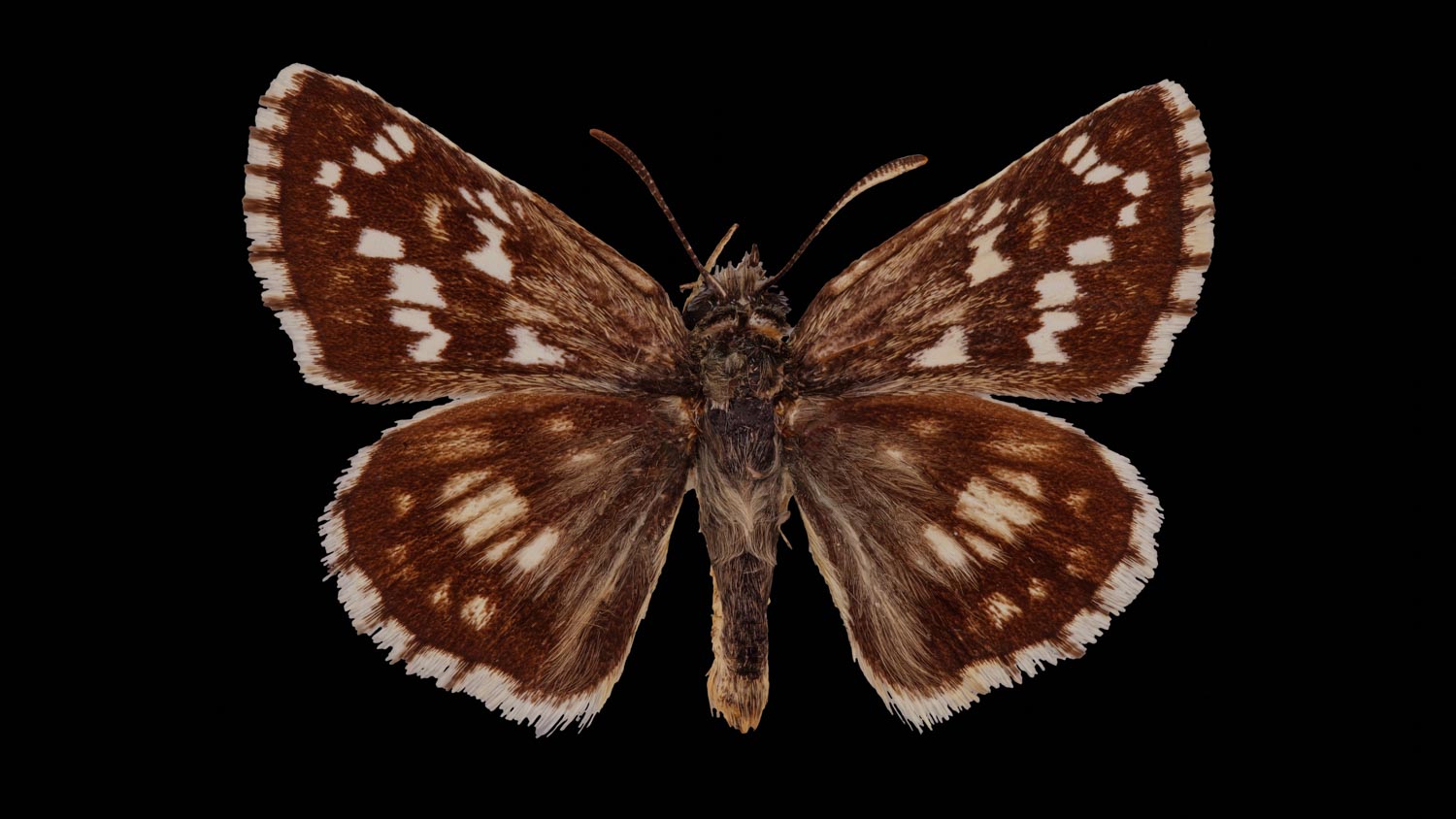 Sandy grizzled skipper