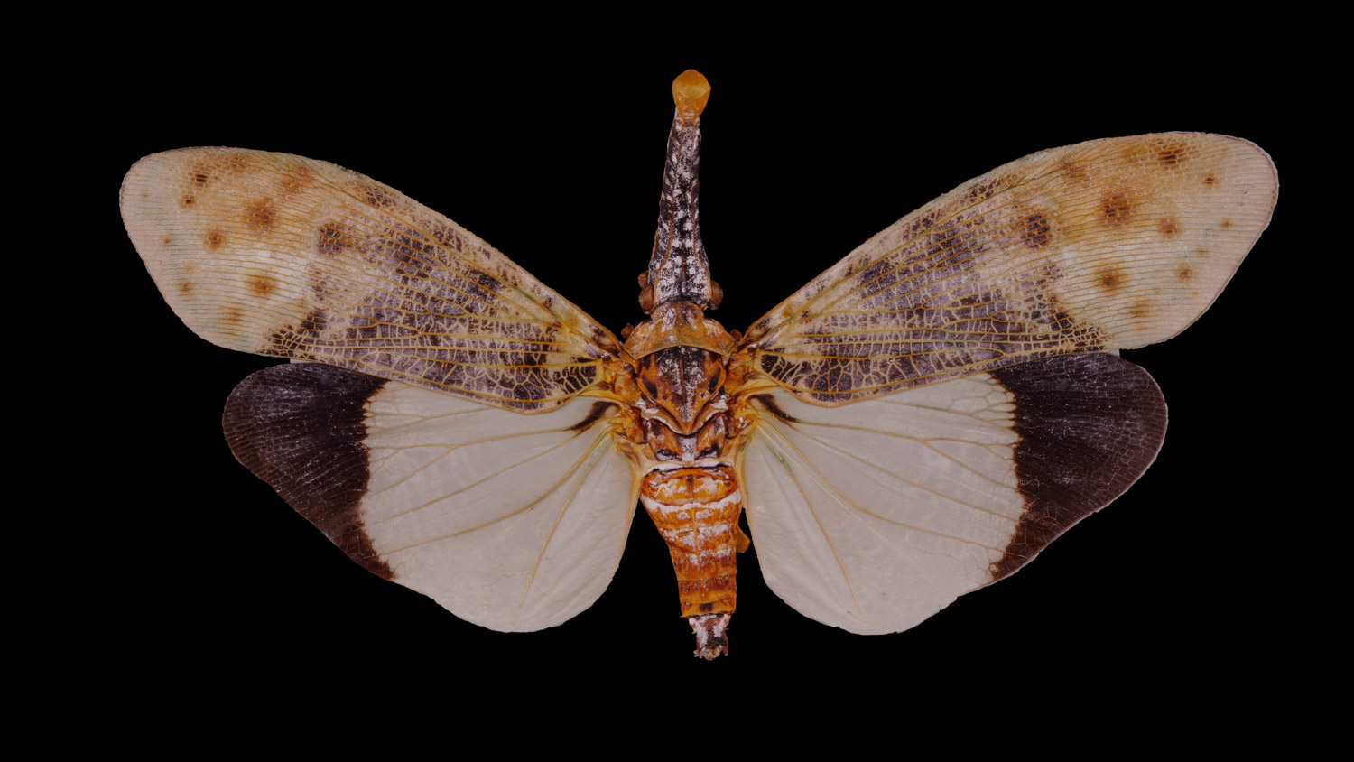 Fulgorid planthopper