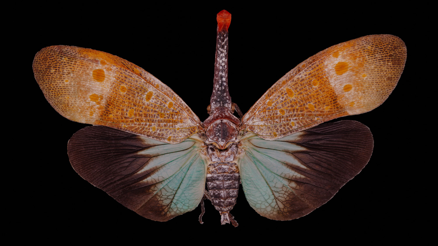 Fulgorid planthopper