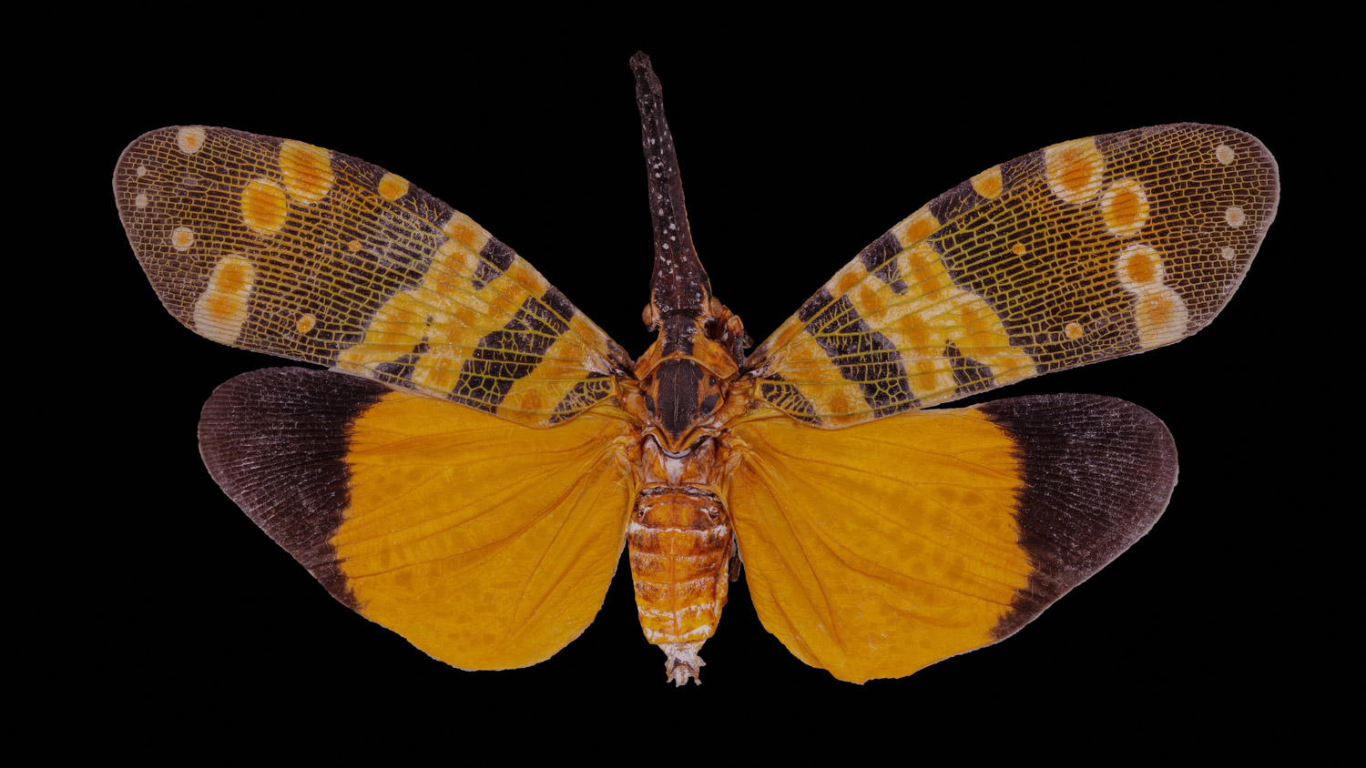 Fulgorid planthopper