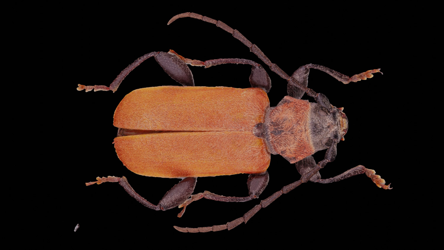 Longhorn beetle