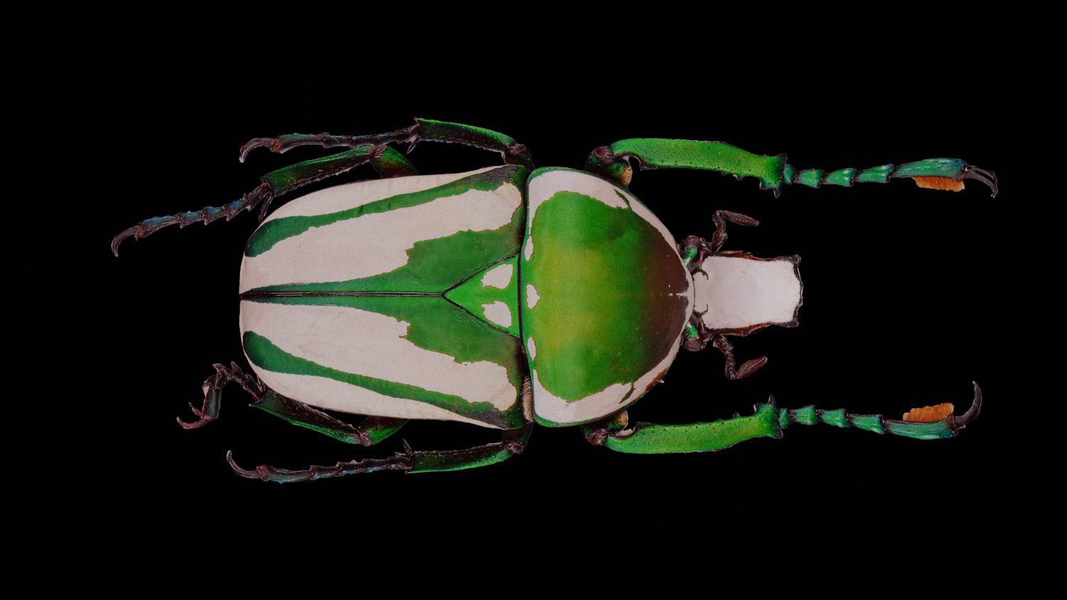 African flower chafer 