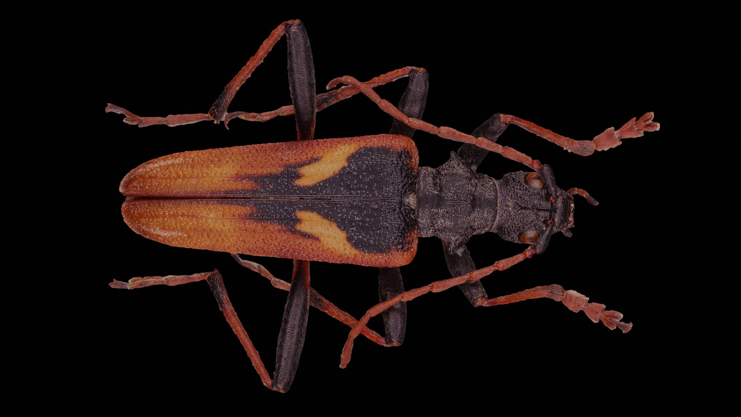 Longhorn beetle