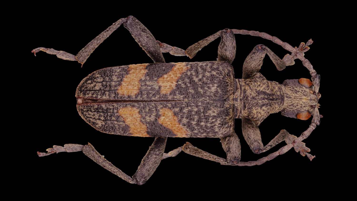 Longhorn beetle