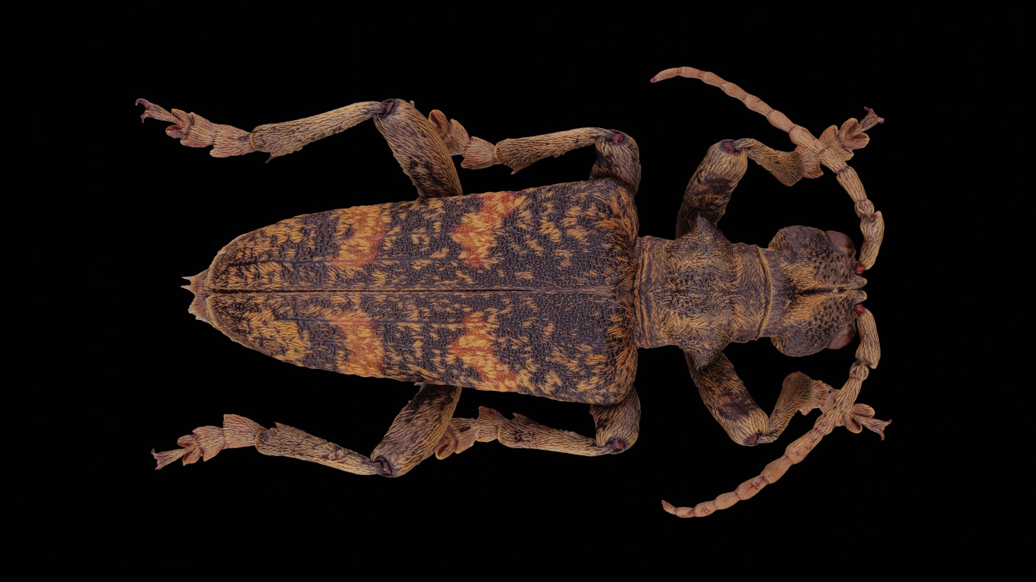 Longhorn beetle