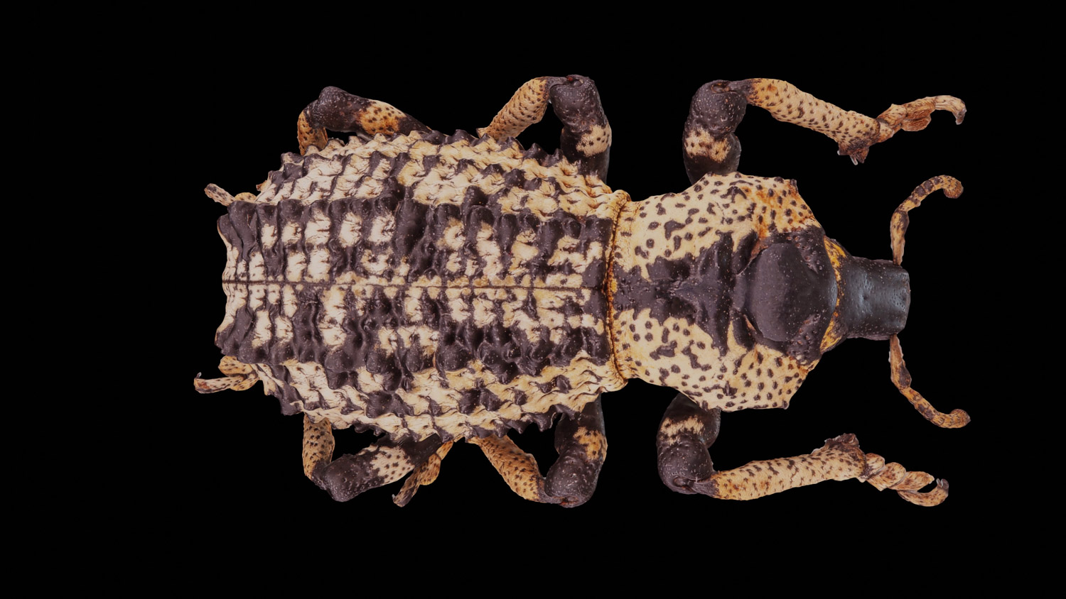 Weevil