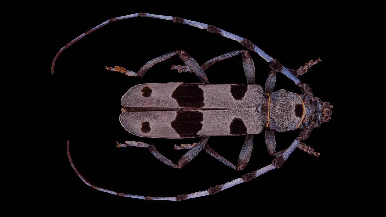 Alpine longhorn