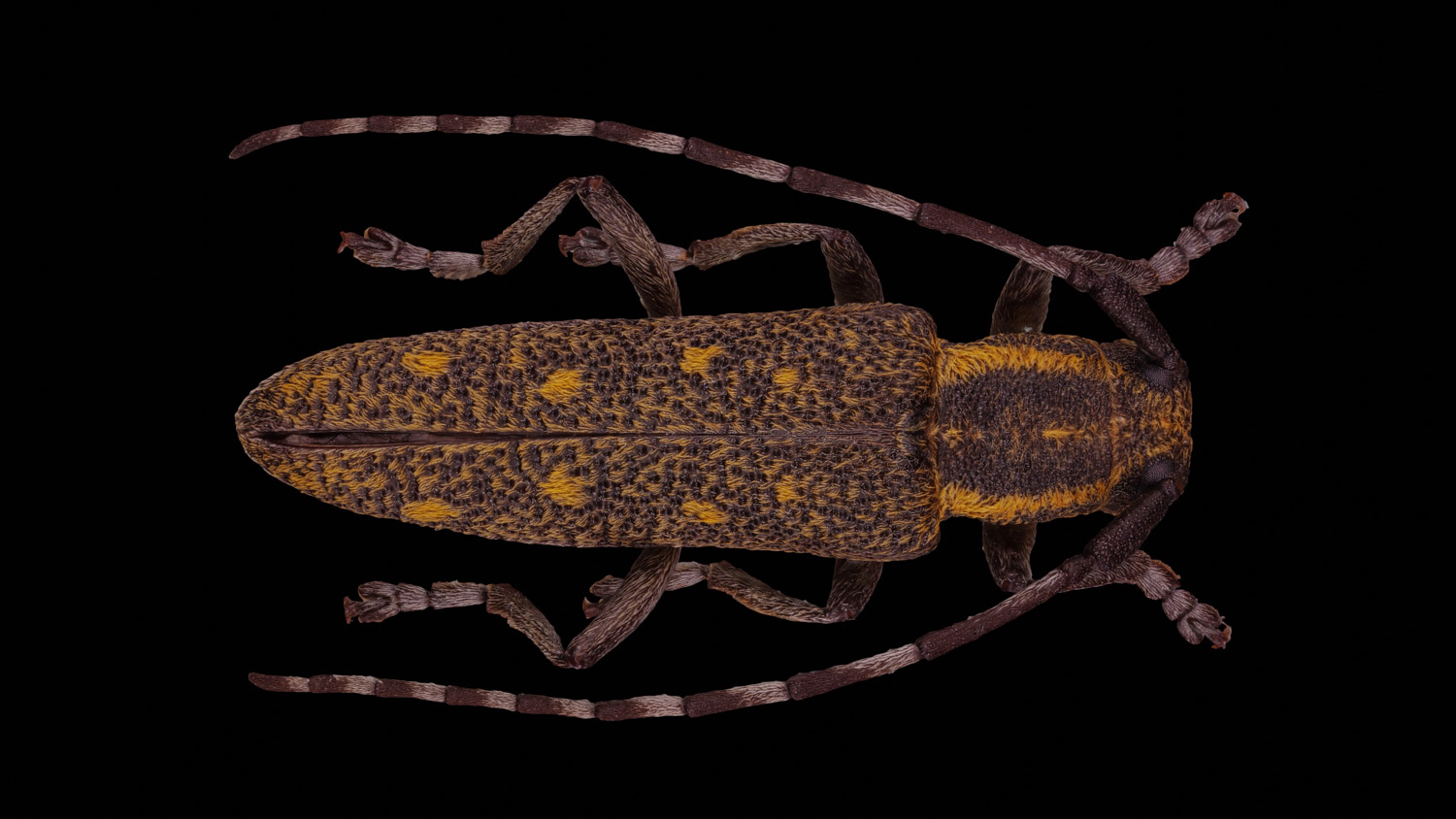 Longhorn beetle