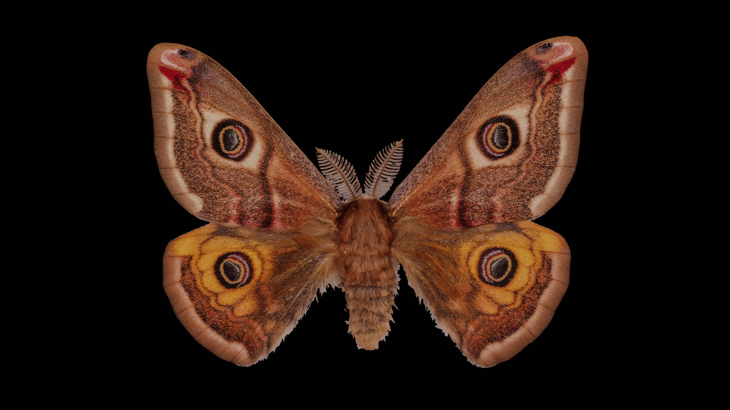 Small emperor moth 