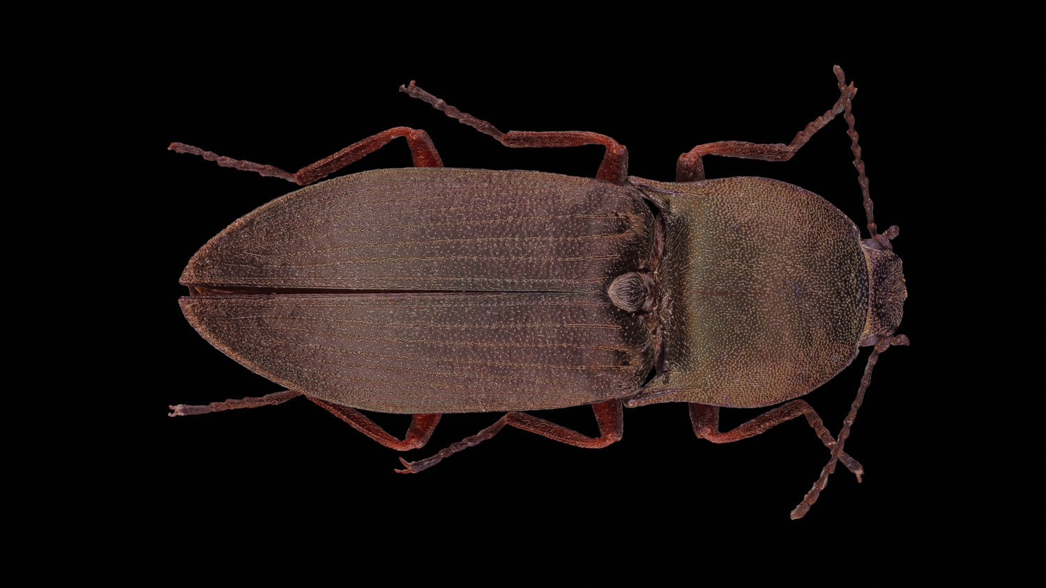 Click beetle