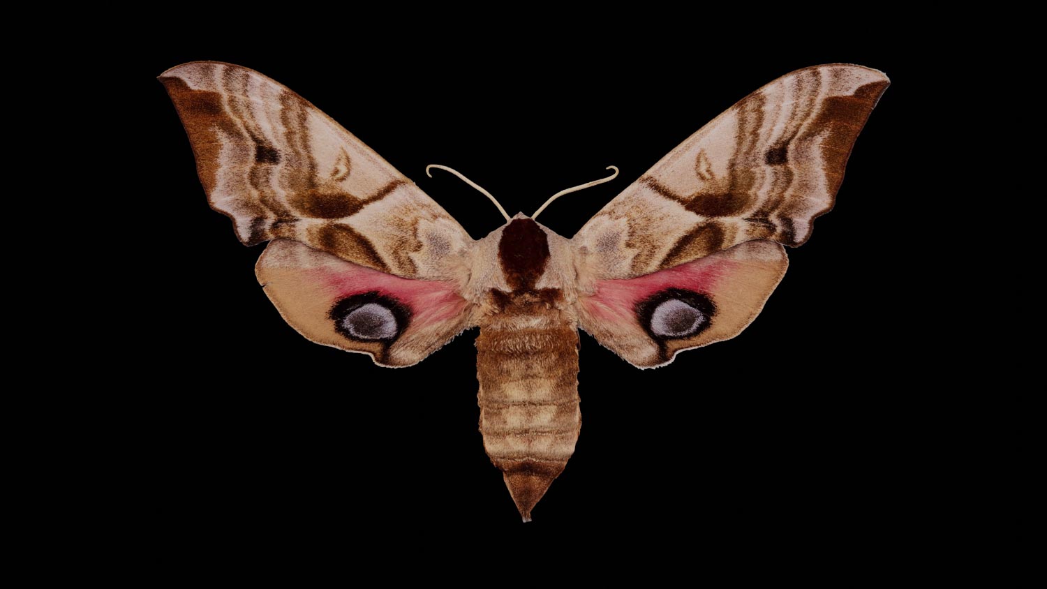 Eyes hawk-moth