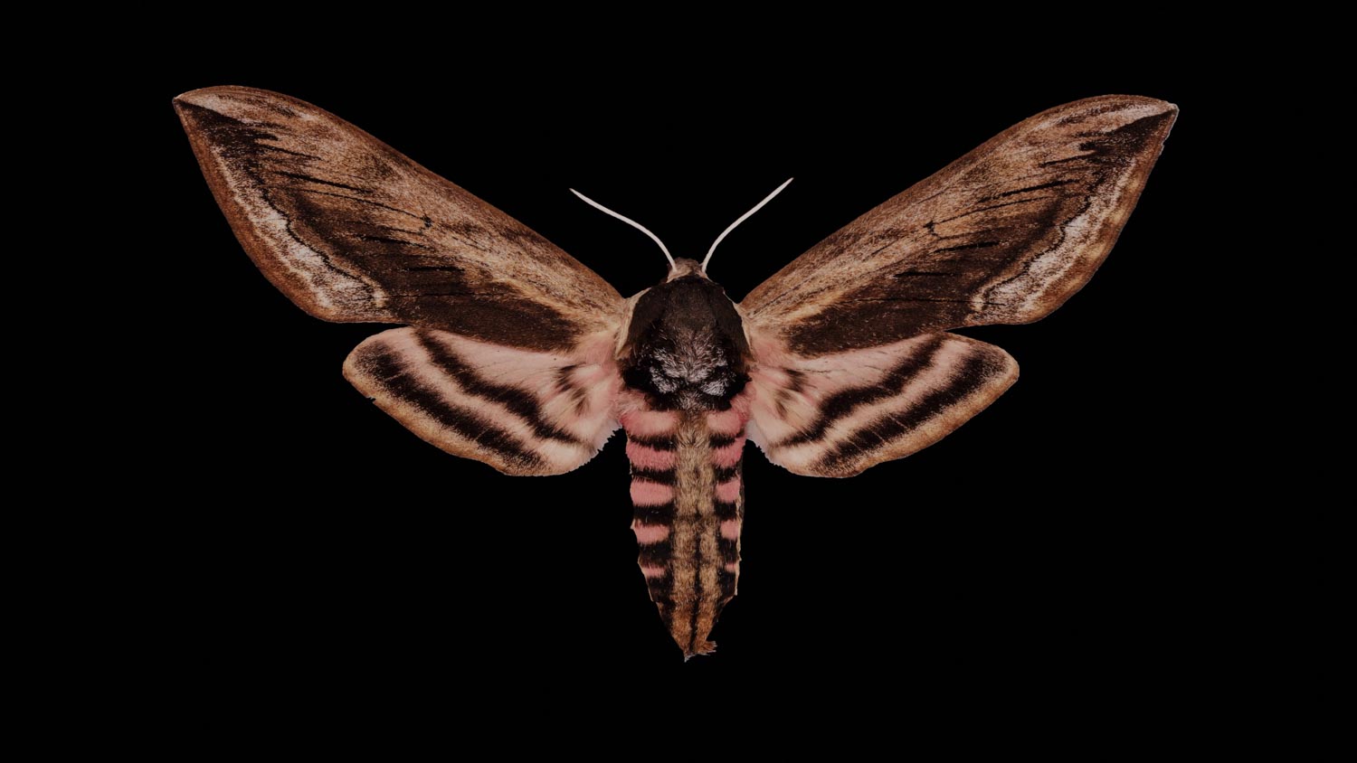 Privet hawk-moth