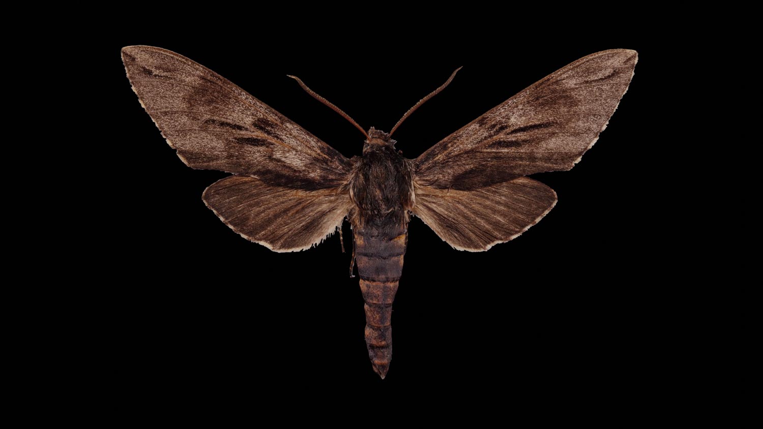 Pine hawk-moth