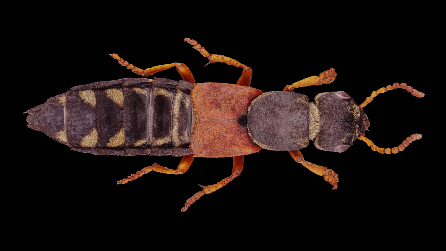 Rove beetle