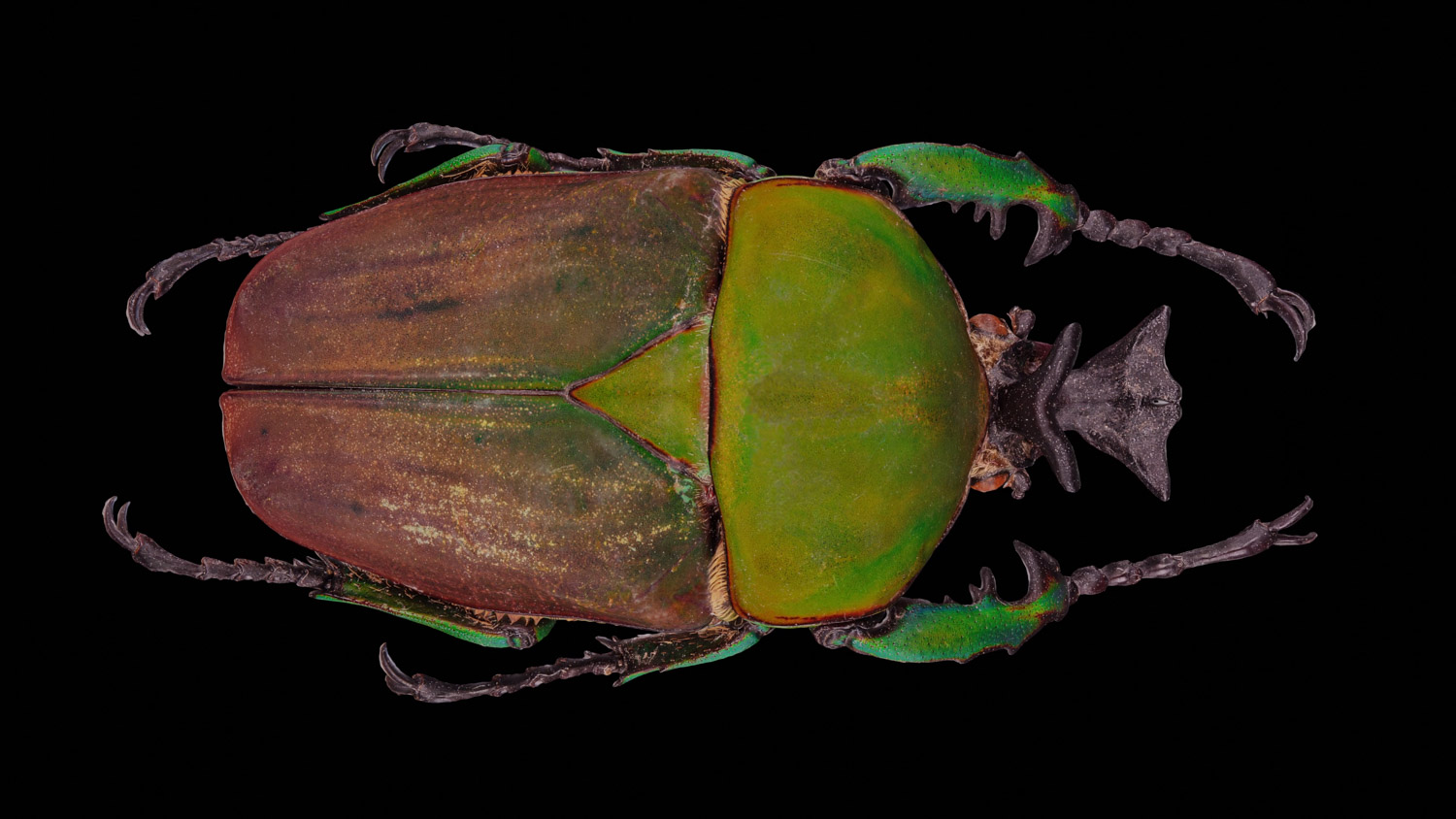 African flower chafer 