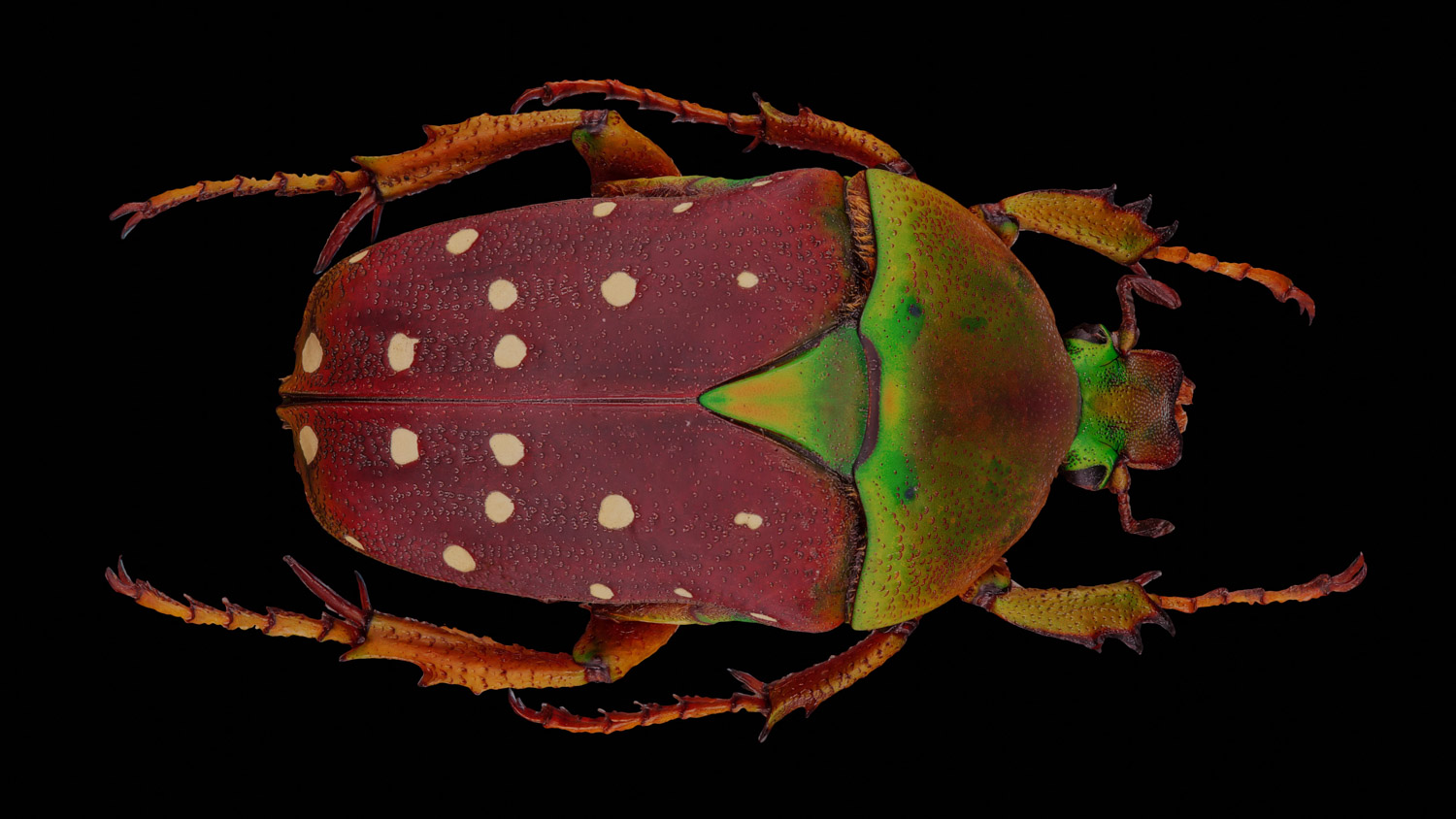 African flower chafer