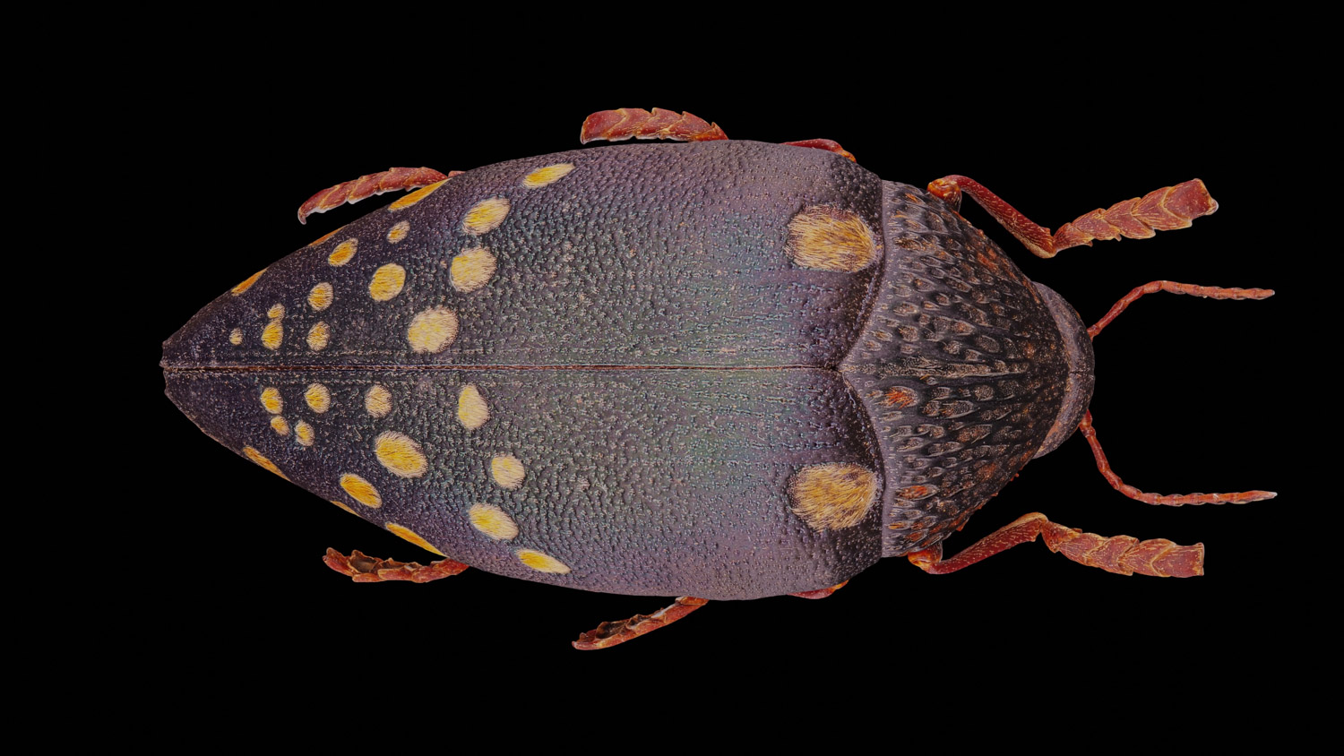 Jewel beetle