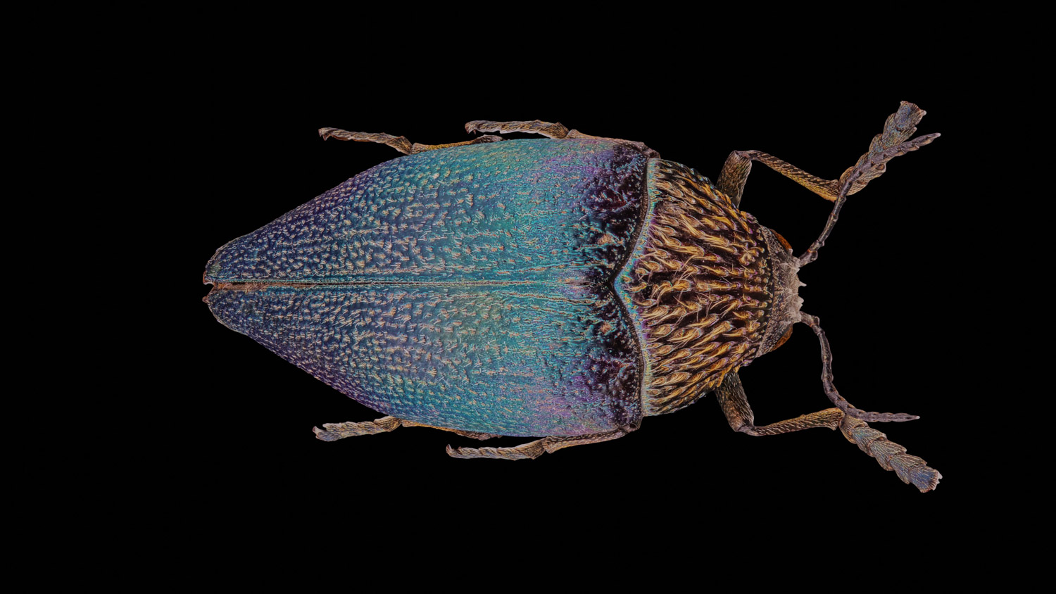 Jewel beetle