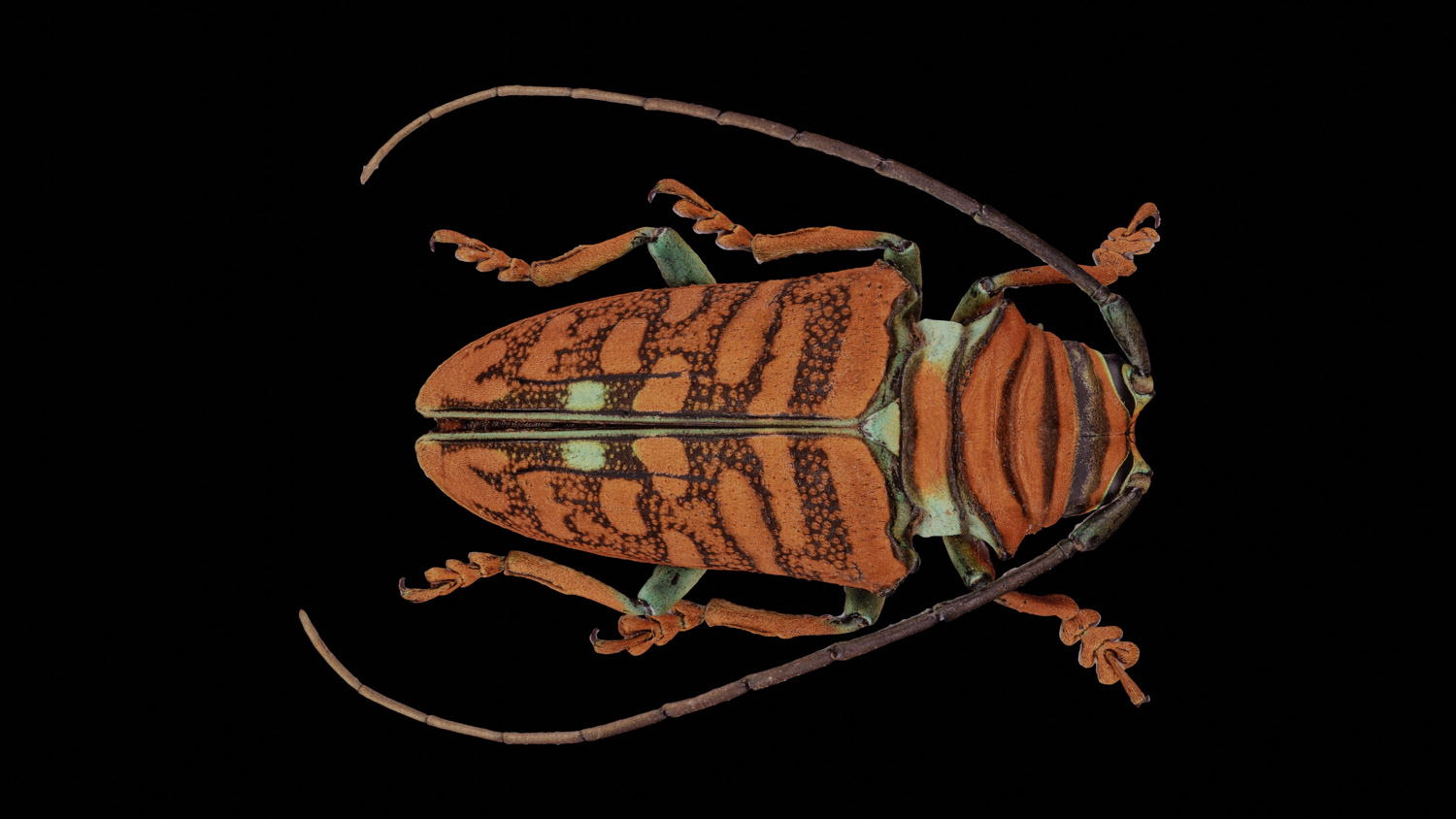 Longhorn beetle