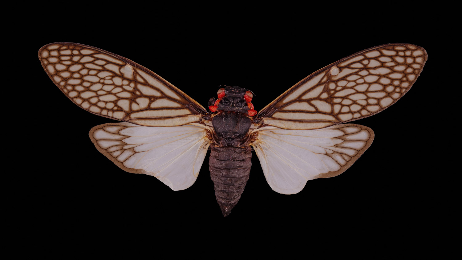 Cicada