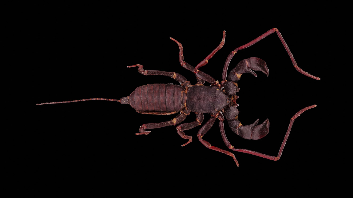 Whip scorpion 