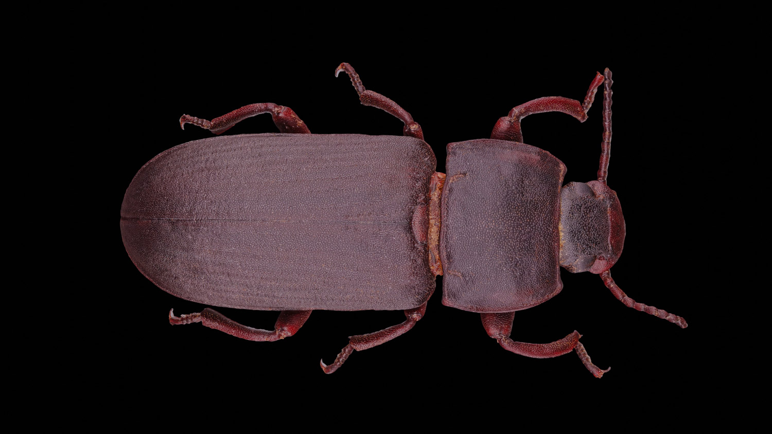 Darkling beetle