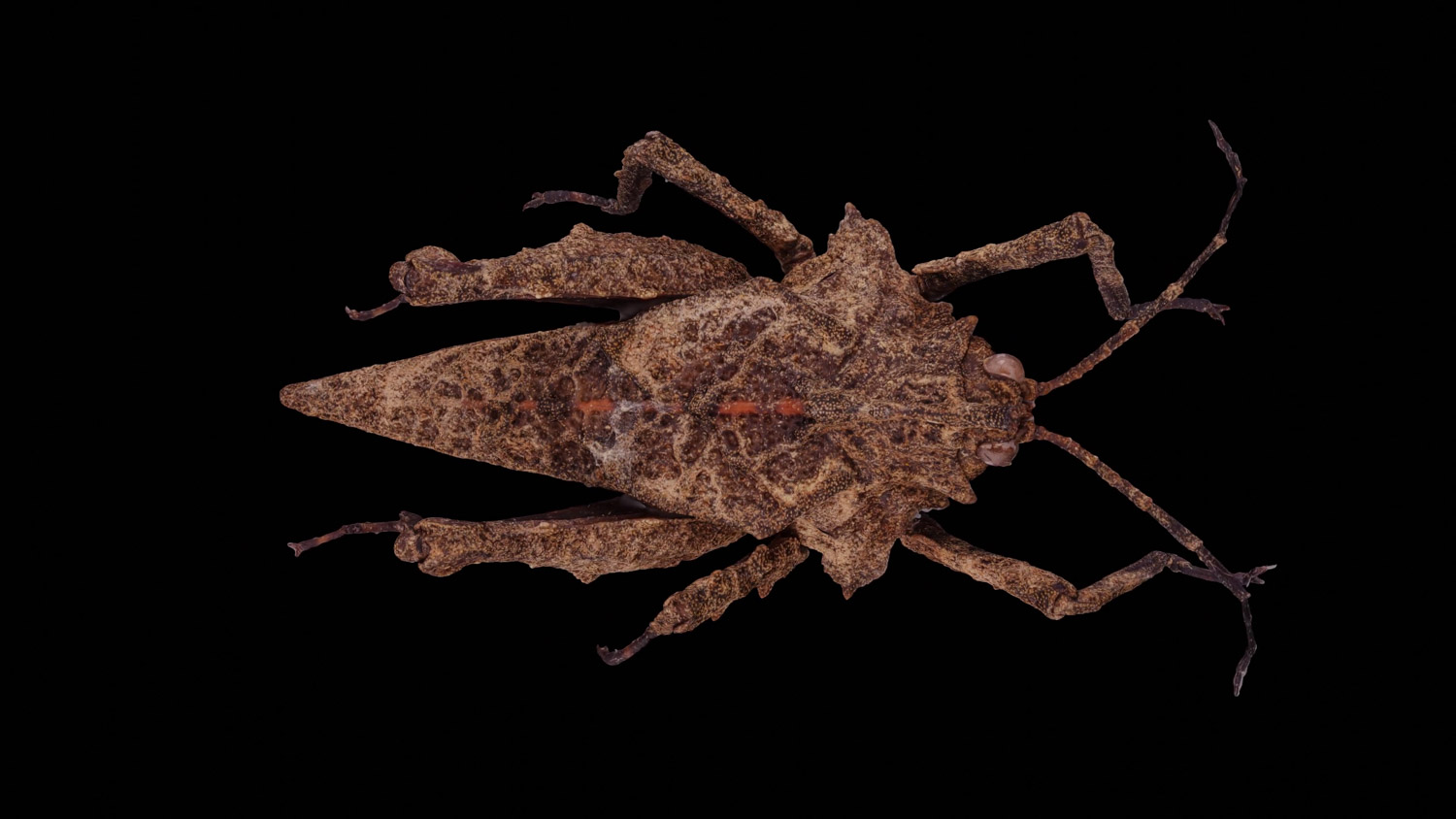 Pygmy grasshopper