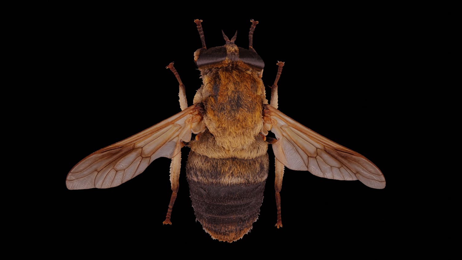 Horse fly 