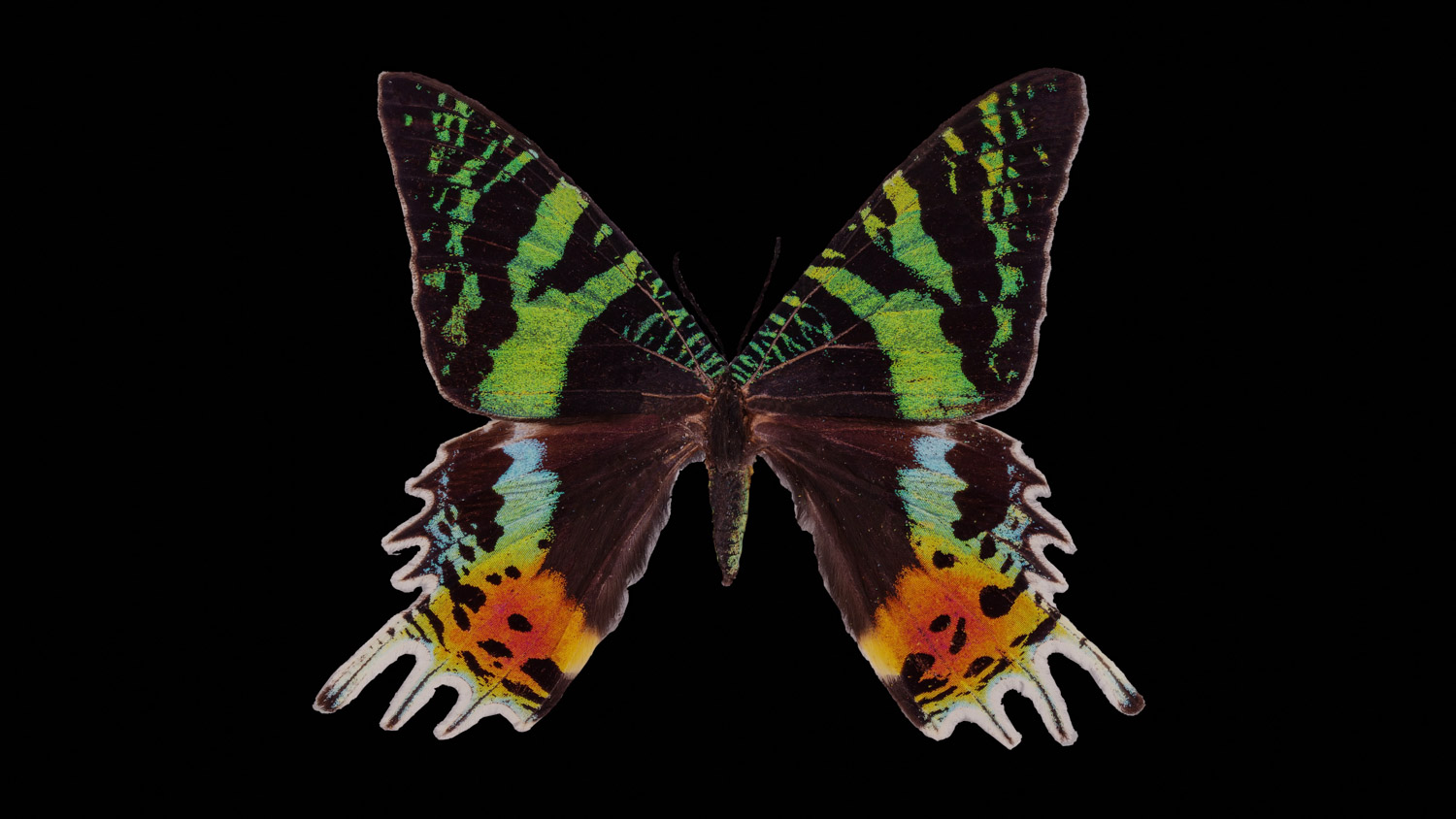 Madagascan sunset moth 