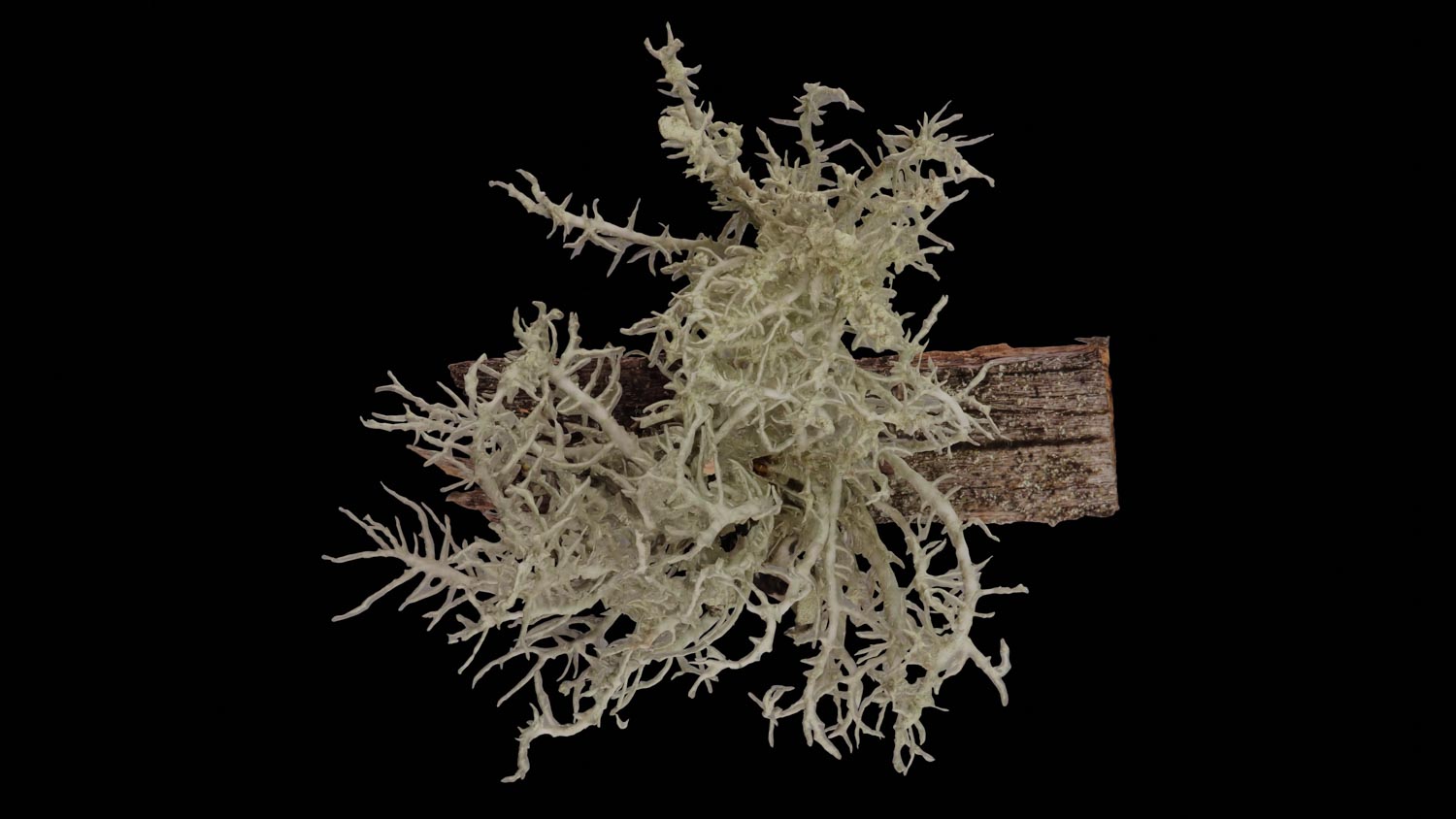 Beard lichen