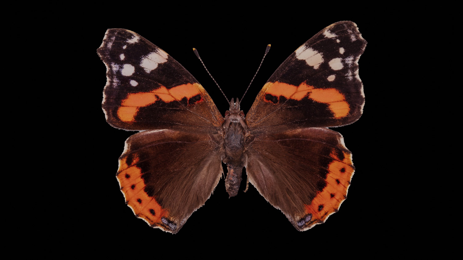 Red admiral 