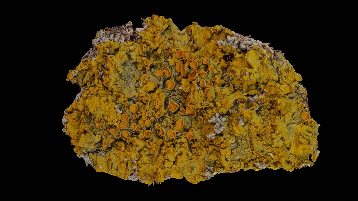 Common orange lichen