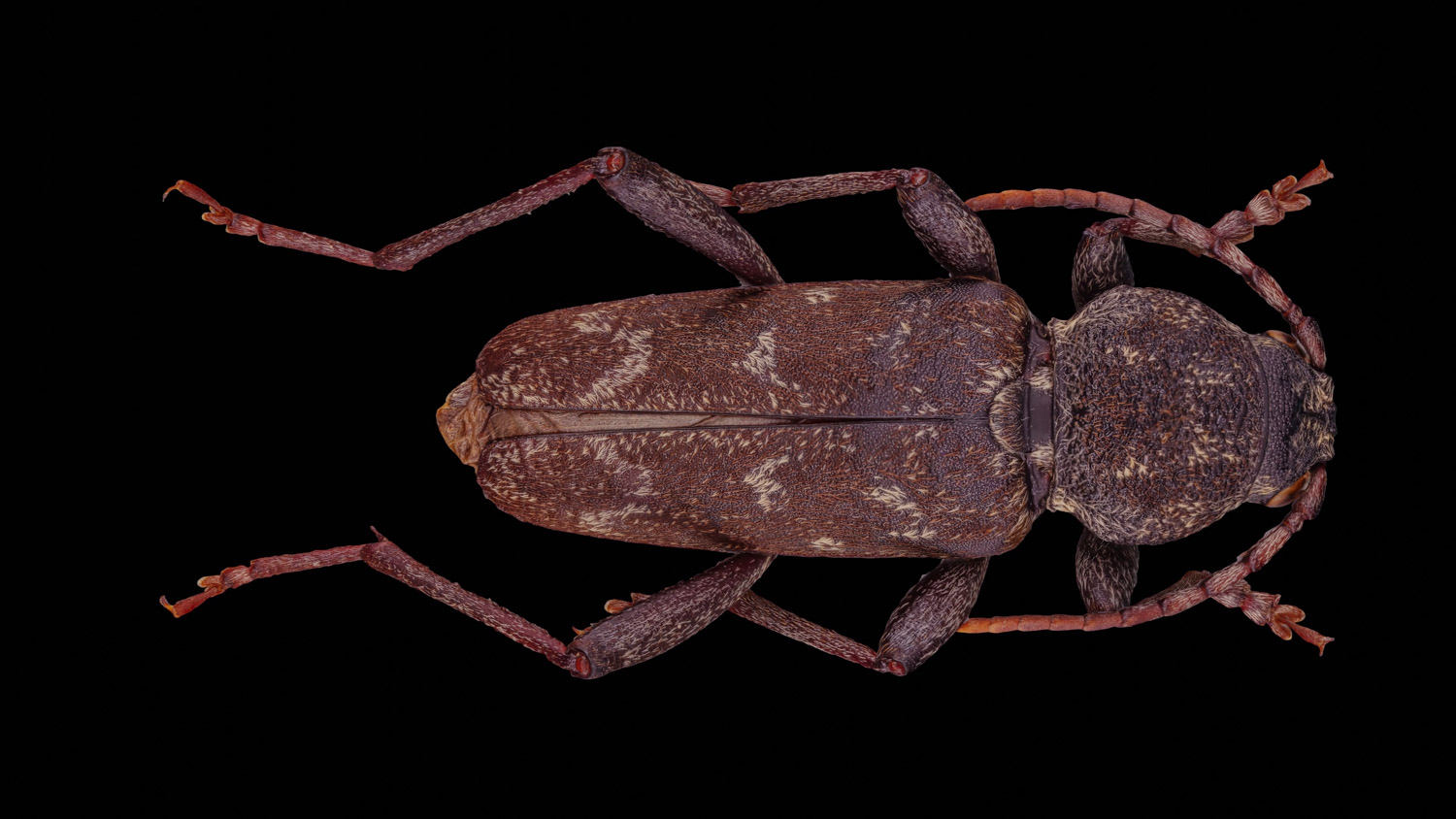 Longhorn beetle