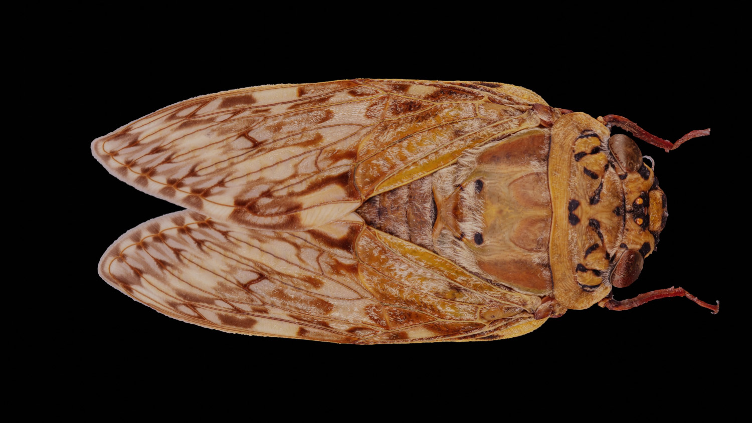 Cicada