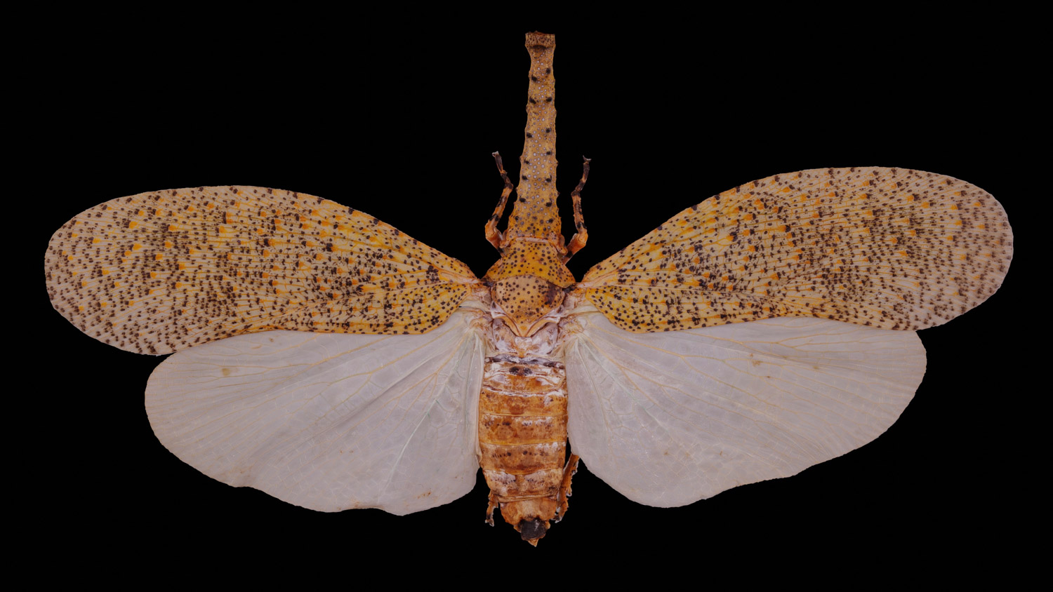 Fulgorid planthopper